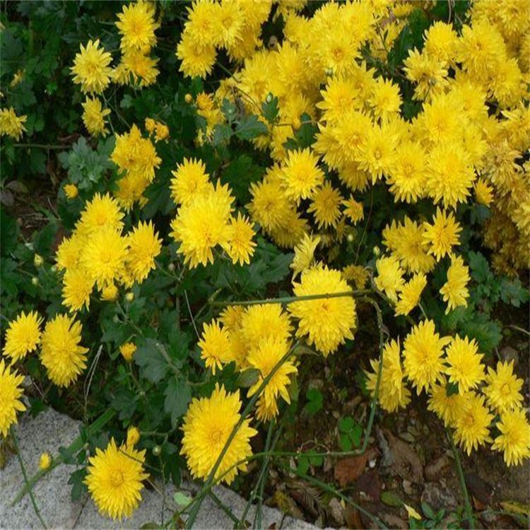 地被菊供应山东地被菊价格地被菊种植方法