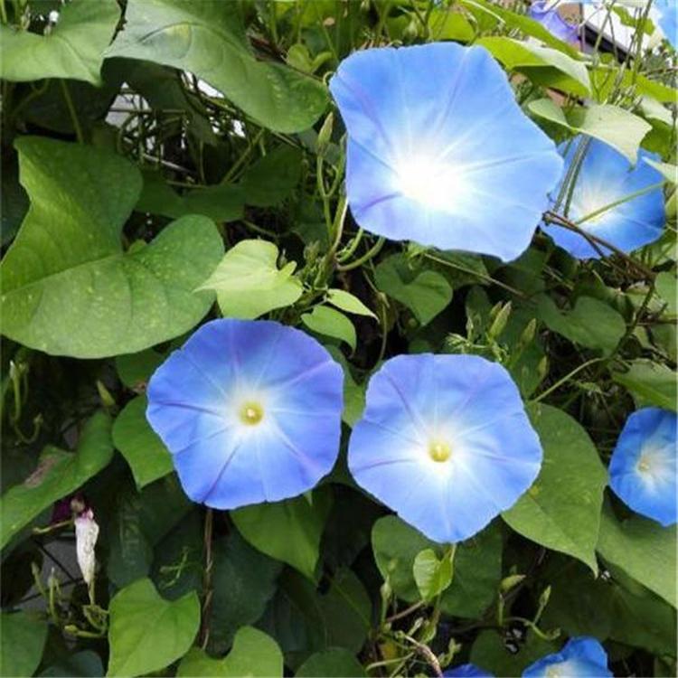 牵牛花种植商 大量现货 青州矮牵牛批发商