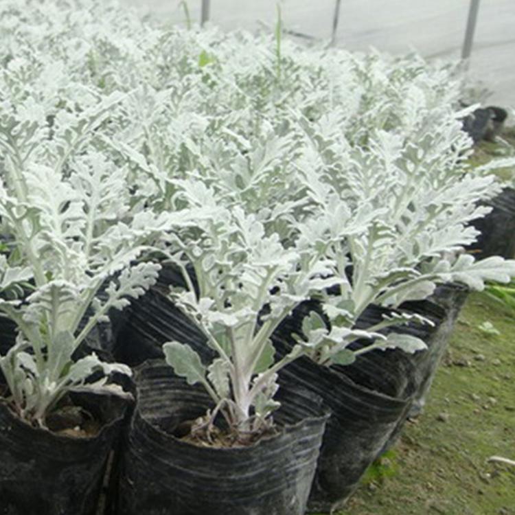 银叶菊销售商 青州银叶菊 价格优惠