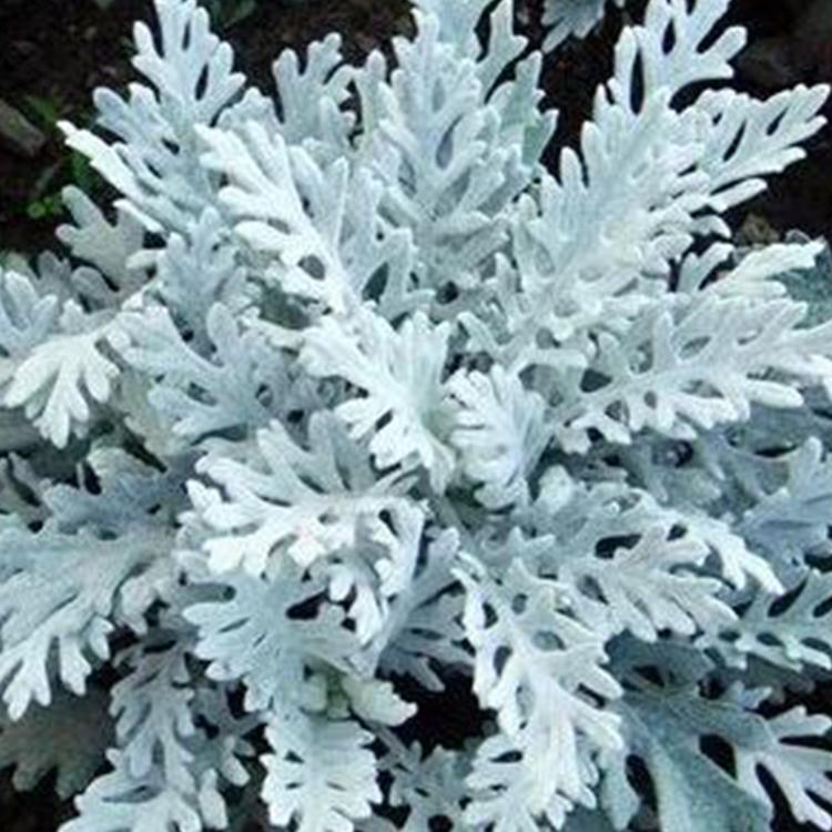 银叶菊批发商 青州银叶菊 价格优惠