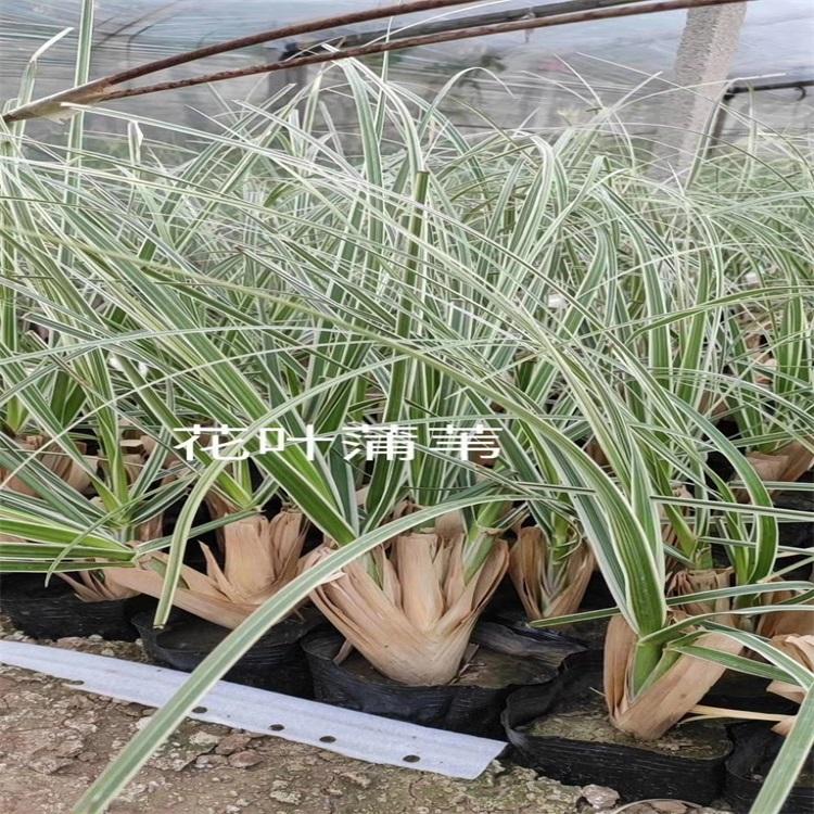 花叶蒲苇  花叶蒲苇价格  苗圃直供花叶蒲苇