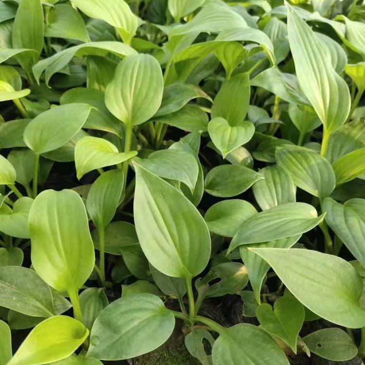 白玉簪批发基地 山东白玉簪苗种植商 基地直销白玉簪小苗