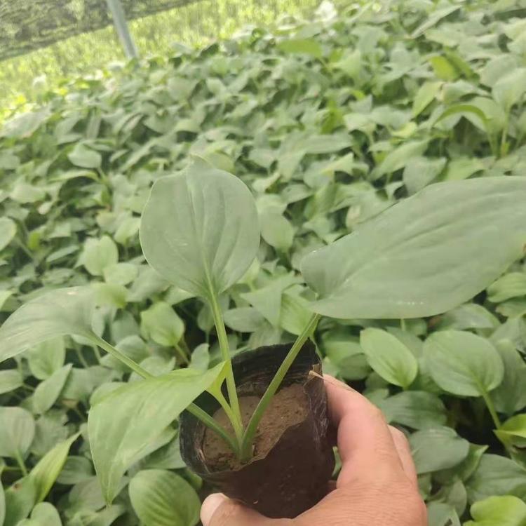 白玉簪基地 白玉簪小苗批售 优惠多多