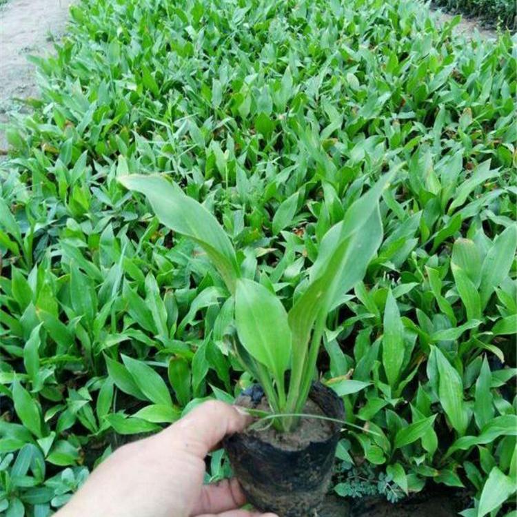 紫玉簪批发价格 紫花玉簪 欢迎批售紫玉簪