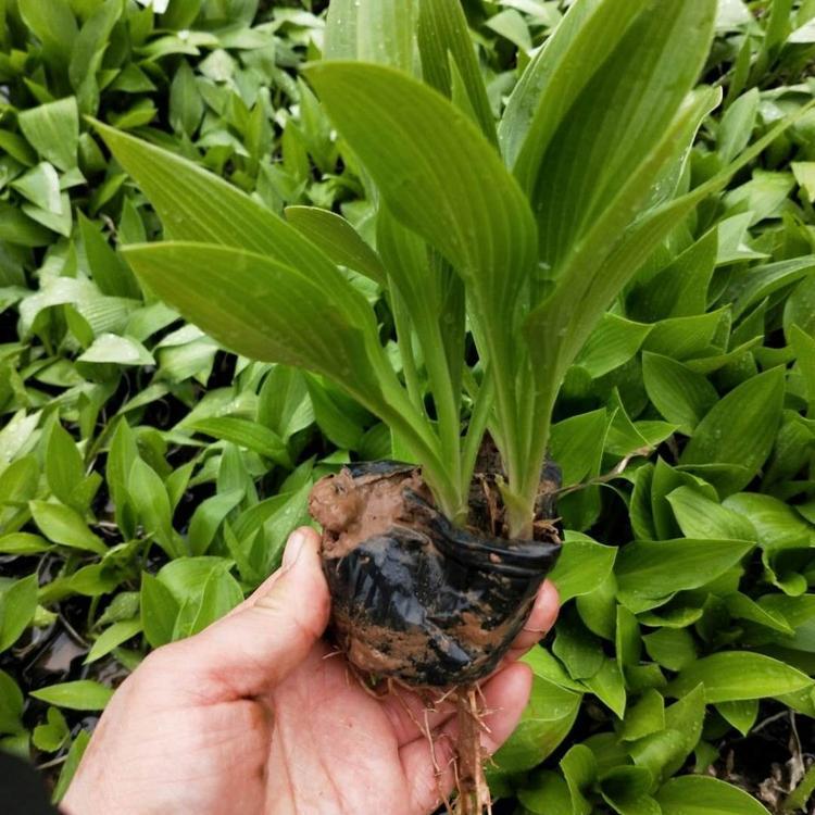 紫玉簪杯苗 种植基地批售紫玉簪小苗 优良紫玉簪