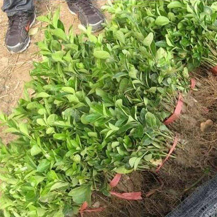 冬青种植 锦川花卉大面积种植 河北冬青苗批售
