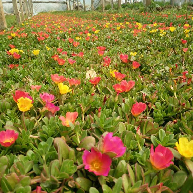 太阳花 盆栽太阳花 太阳花种植基地 雅尼