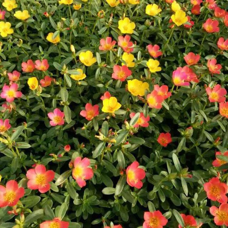 多花色植物 太阳花盆栽批发 雅尼花卉基地培育