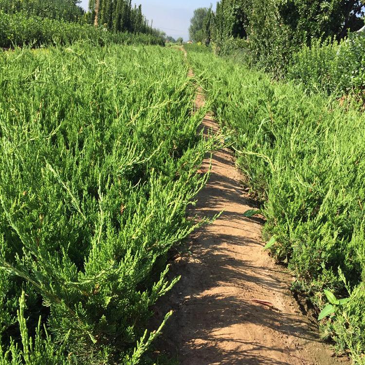 龙柏价格 龙柏种植基地 青州龙柏基地