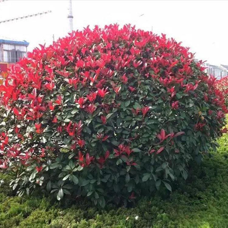 基地出售红叶石楠 红叶石楠绿化苗供应