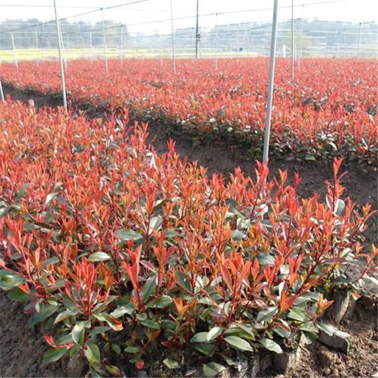 红叶石楠苗子 红叶石楠苗圃销售 红叶石楠批售