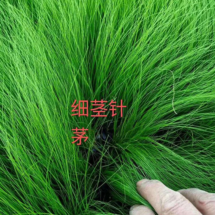 基地直销细叶针茅 青州细叶针茅 细叶针茅种植基地