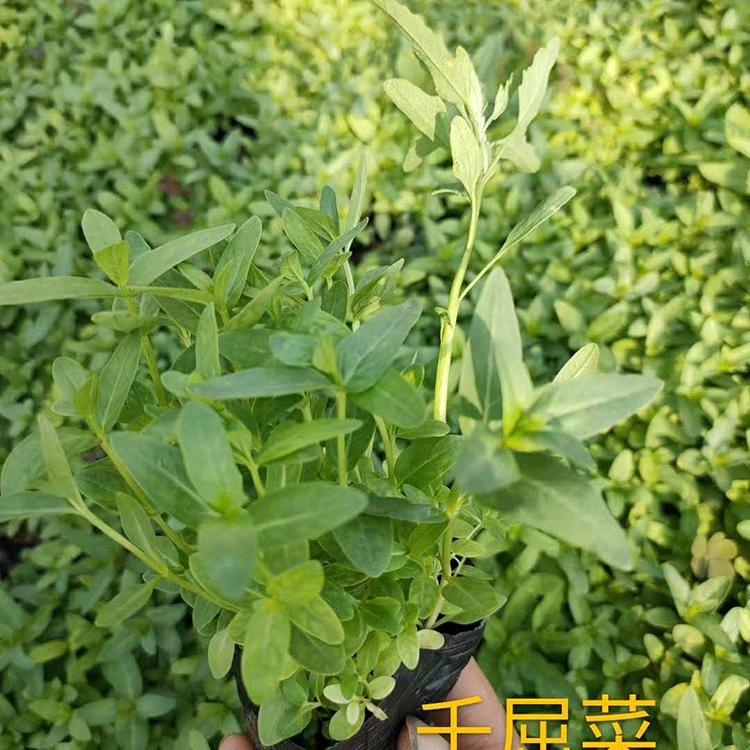 基地直销千屈菜 千屈草的价格 千屈菜批发价格
