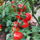小番茄苗  温室种植抗TY番茄苗  山东种苗