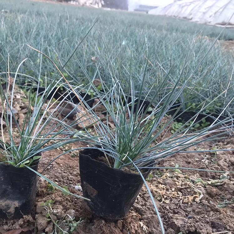 蓝羊茅 基地直供蓝羊茅 青州蓝羊茅基地 苏鹏花卉