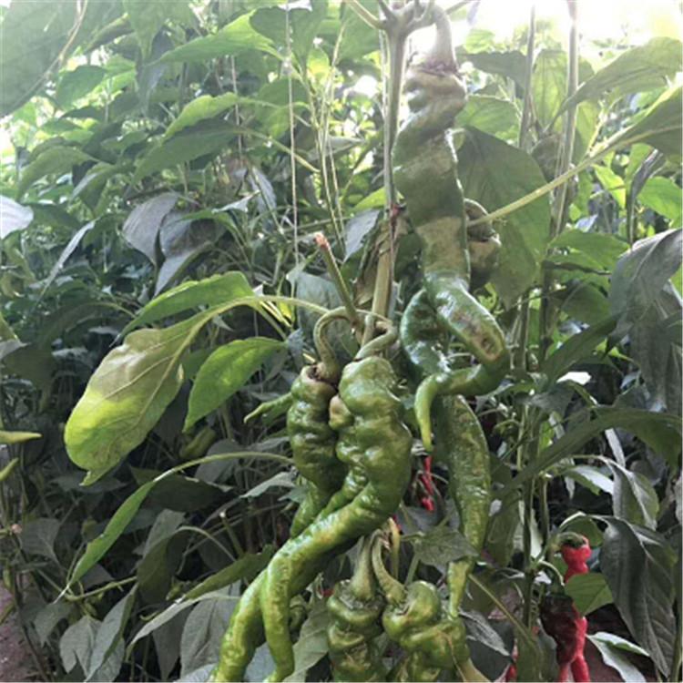 供应种苗 耐热 陇椒种苗 基地直发