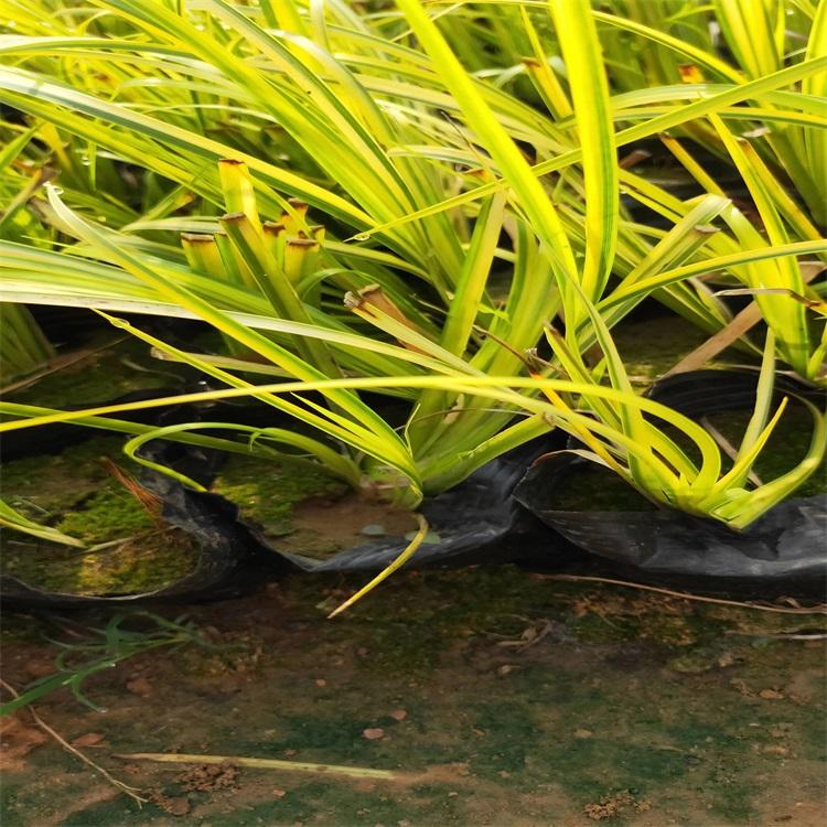 金叶石菖蒲  金叶石菖蒲规格  金叶石菖蒲价格  金叶石菖蒲种植方法