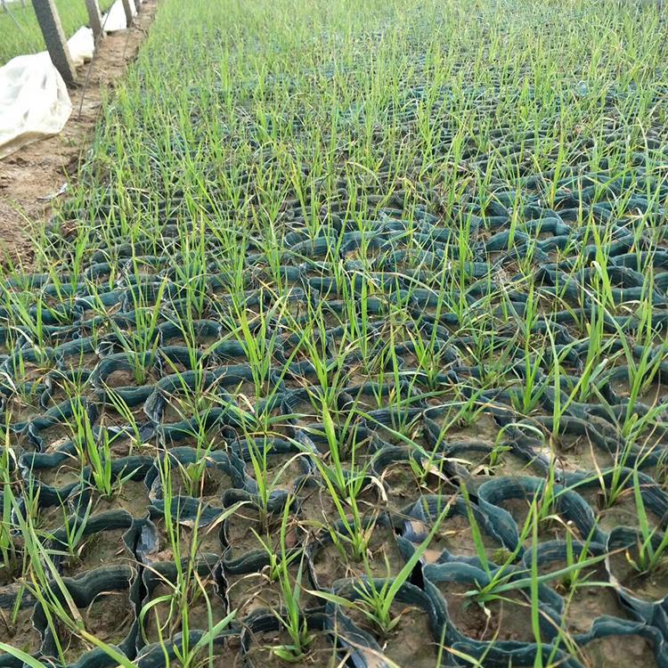 蒲苇价格 量大优惠 种植蒲苇小苗基地