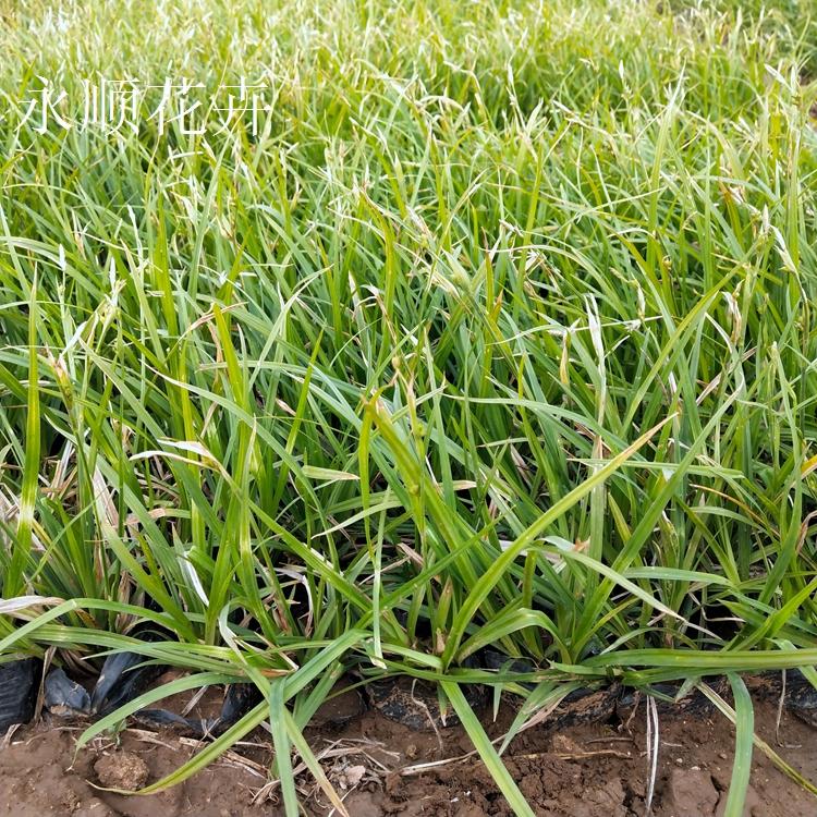崂峪苔草种植基地 崂峪苔草报价