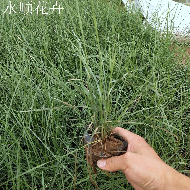 种植粉黛乱子草 粉黛乱子草报价 草花供应