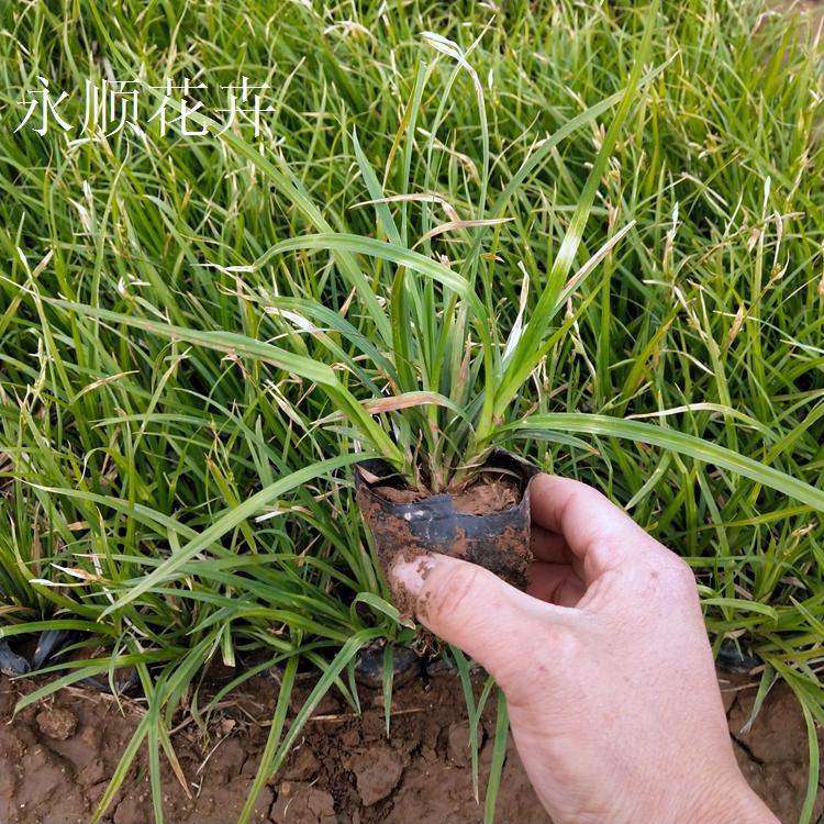 推荐 崂峪苔草基地 崂峪苔草报价 种植花卉