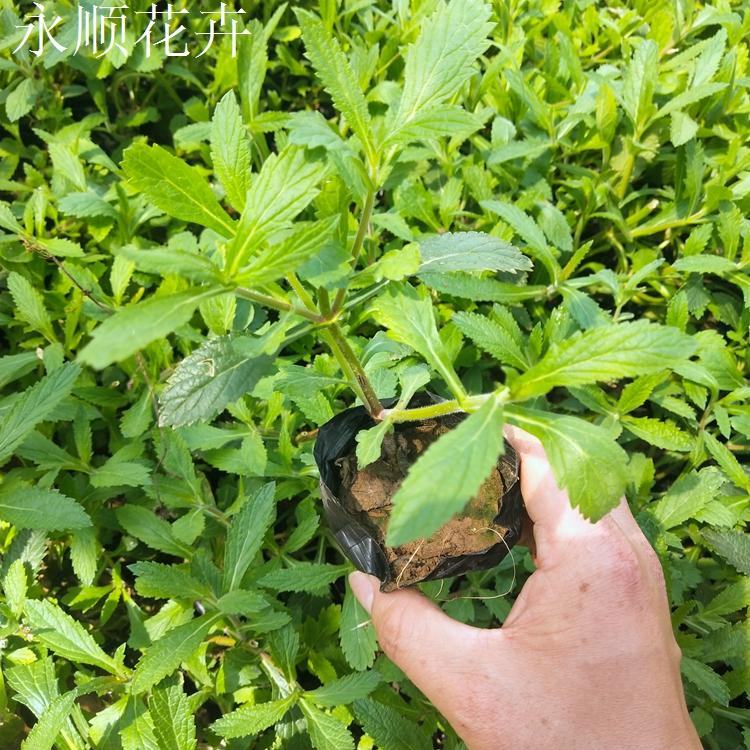绿化用柳叶马鞭草 花卉供应 柳叶马鞭草报价