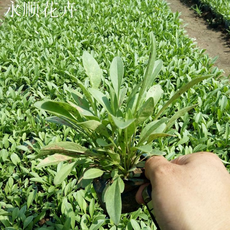 金鸡菊 金鸡菊价格 花海花卉 金鸡菊基地