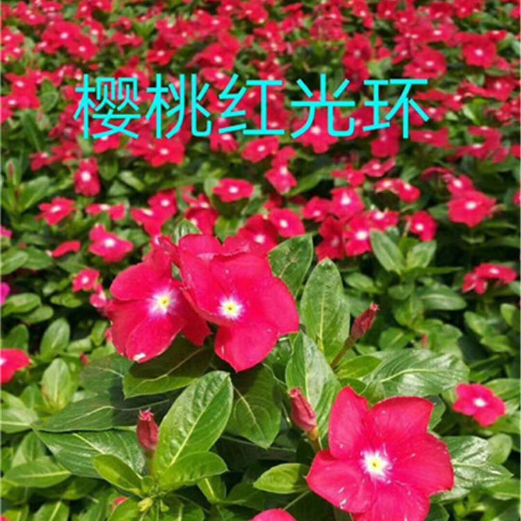青州长春花基地 长春花基地直销 长春花报价   长春花幼苗供应