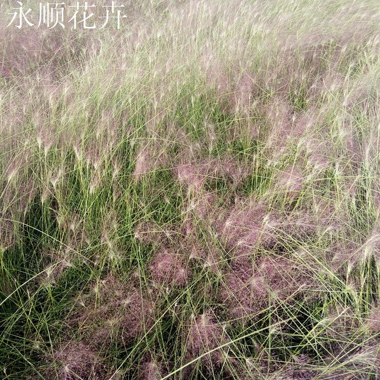 绿化用粉黛乱子草 粉黛乱子草种植 大量供应 种植粉黛乱子草