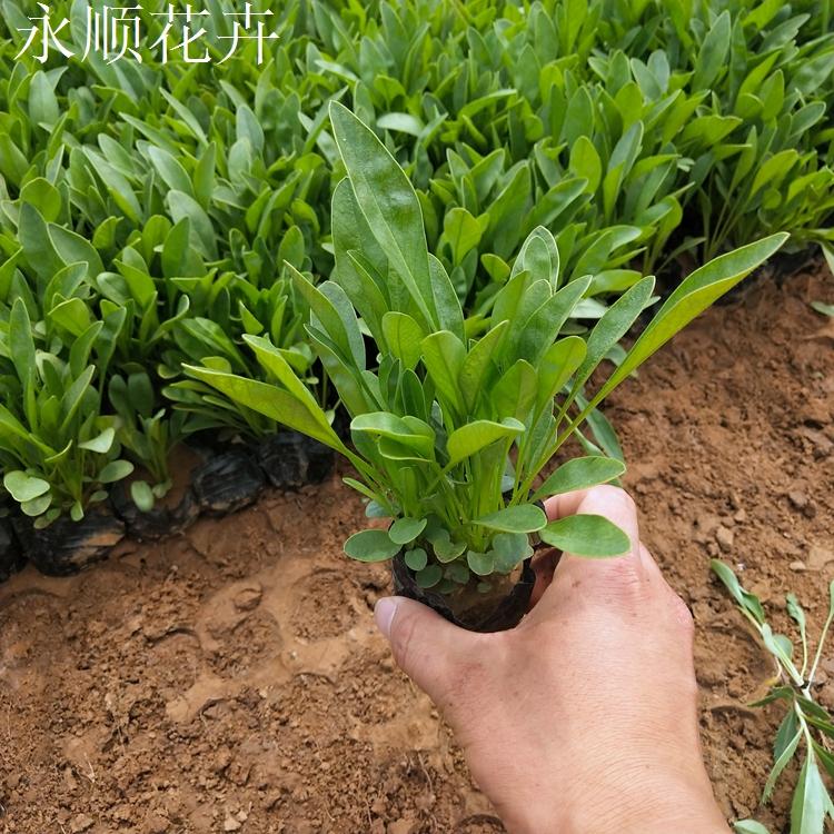 金鸡菊 绿化用金鸡菊 种植宿根花卉 金鸡菊供应商
