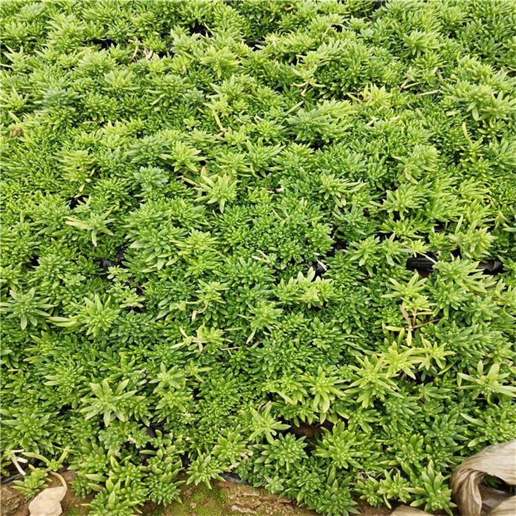 佛甲草景观花卉批发商 佛甲草大面积绿化植物