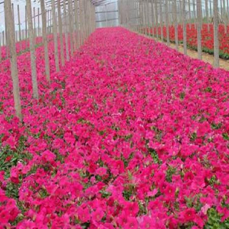 矮牵牛种植基地 矮牵牛 基地直供
