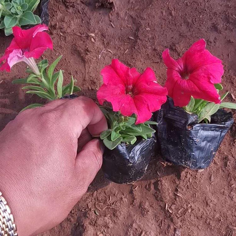 价格实惠 矮牵牛种植基地 矮牵牛