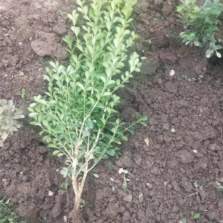 冬青销售 量大优惠 绿化苗木种植基地