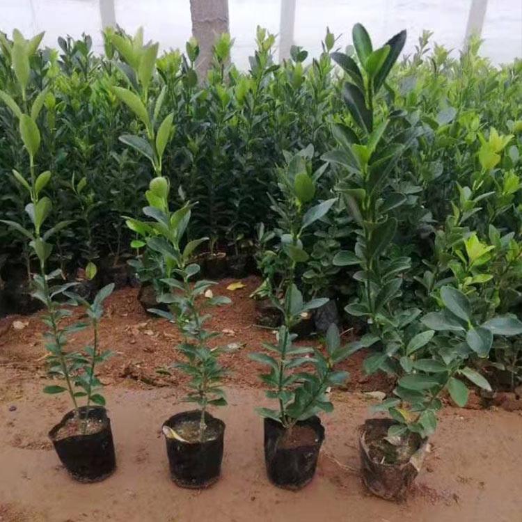 冬青批发价格 出售好苗 绿化苗木种植基地