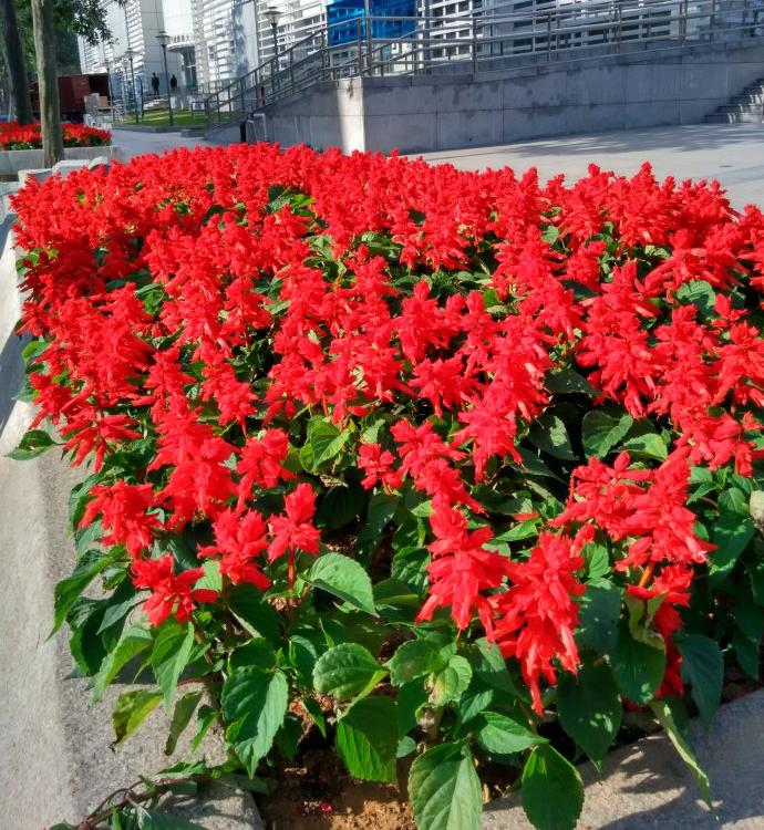 一串红  一串红价格  一串红供应基地  供应一串红