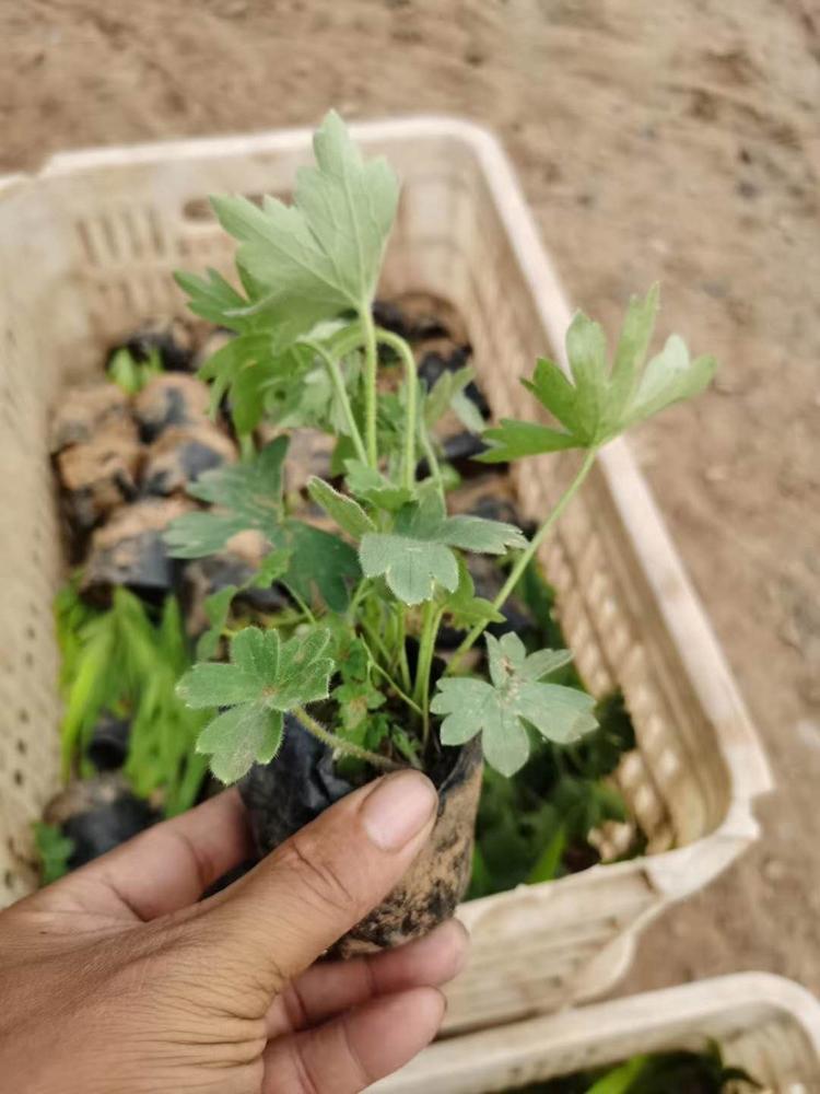 大花飞燕草批发价格大花飞燕草供应小苗大花飞燕草种植基地大花飞燕草杯苗