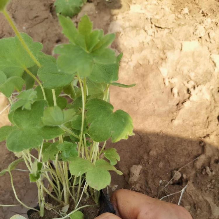 大花飞燕草杯苗大花飞燕草供应小苗大花飞燕草种植基地大花飞燕草批发价格