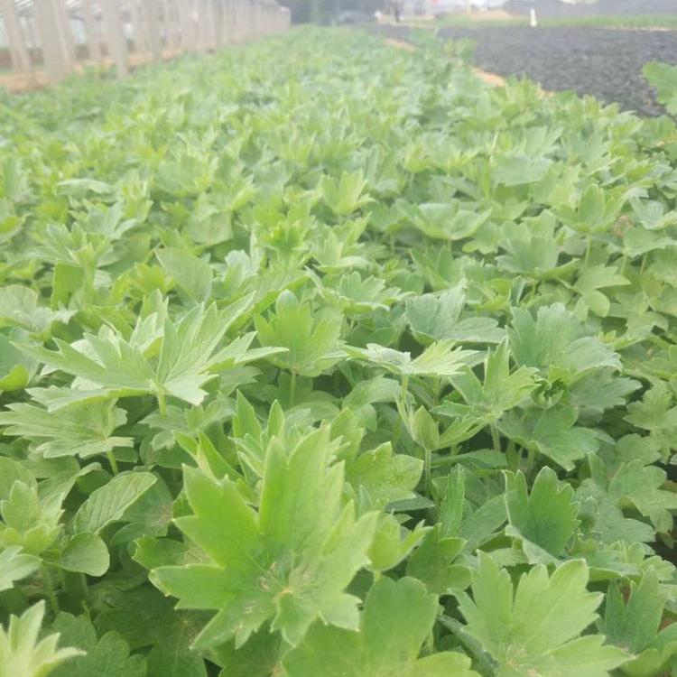 大花飞燕草批发价格大花飞燕草种植基地大花飞燕草供应小苗大花飞燕草杯苗