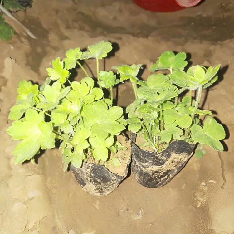 大花飞燕草种植基地大花飞燕草供应小苗大花飞燕草杯苗大花飞燕草批发价格
