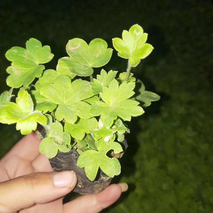 大花飞燕草供应小苗大花飞燕草种植基地大花飞燕草批发价格大花飞燕草杯苗