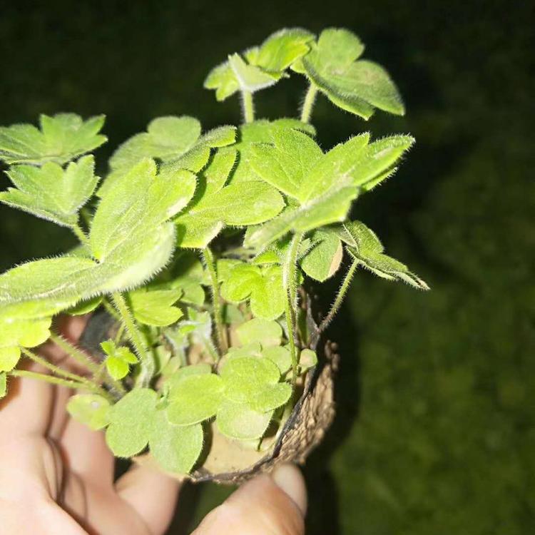 大花飞燕草杯苗大花飞燕草种植基地大花飞燕草供应小苗大花飞燕草批发价格