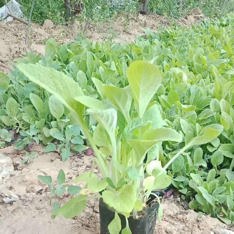 青州优质毛地黄毛地黄小苗毛地黄杯苗毛地黄批发供应毛地黄价格毛地黄基地