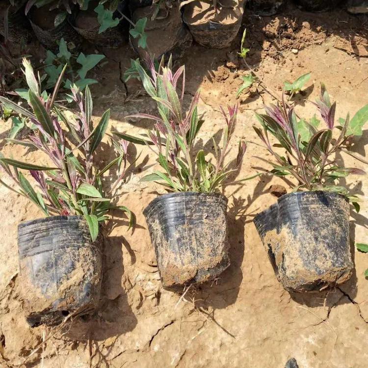 山桃草杯苗报价优质山桃草供应山桃草批发价格山桃草基地小苗