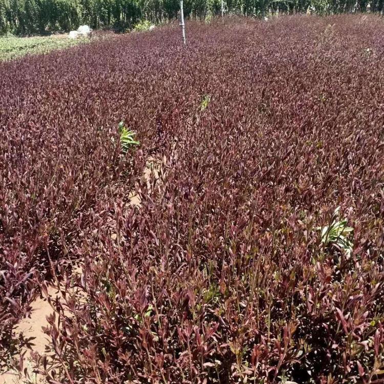 山桃草批发价格山桃草基地小苗优质山桃草供应山桃草杯苗报价