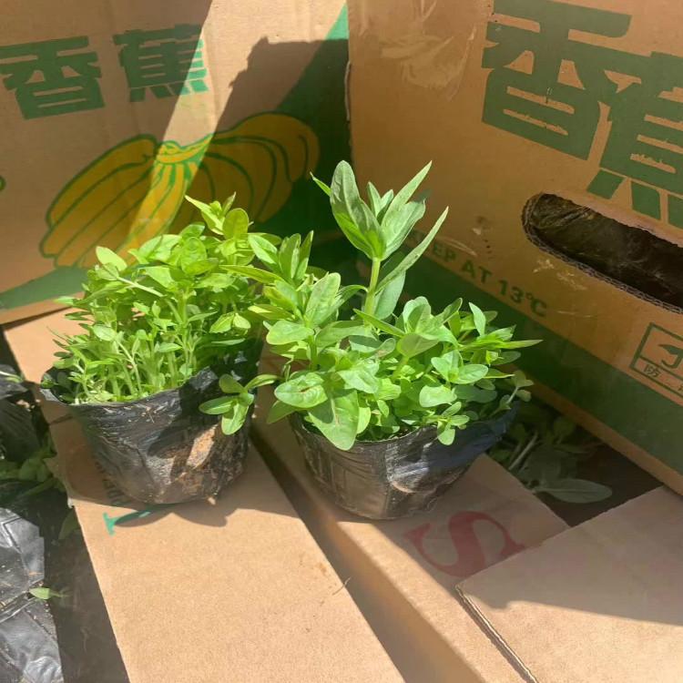 千屈菜种植基地青州千屈菜批发价格