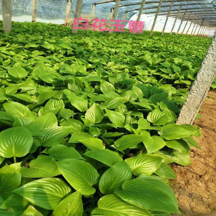 玉簪观赏苗青州玉簪种植基地