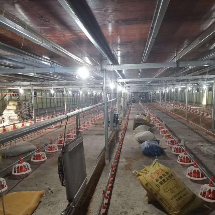 养鸡自动料线  肉鸡养殖设备 养殖料线