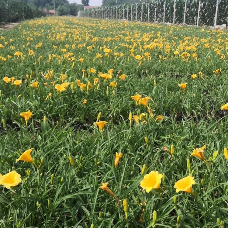 金娃娃萱草基地金娃娃萱草批发金娃娃萱草价格