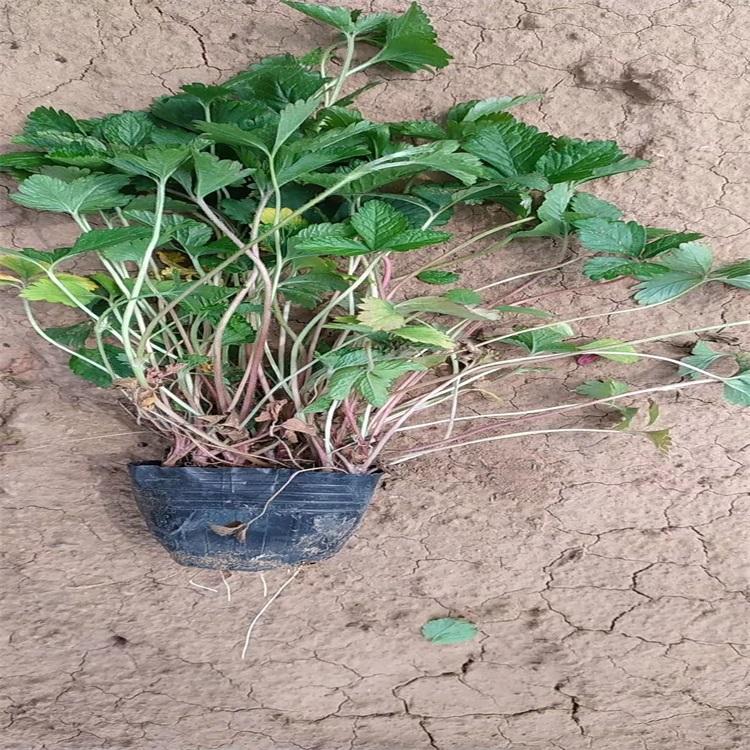 蛇莓 蛇莓种植基地 蛇莓基地 蛇莓价格